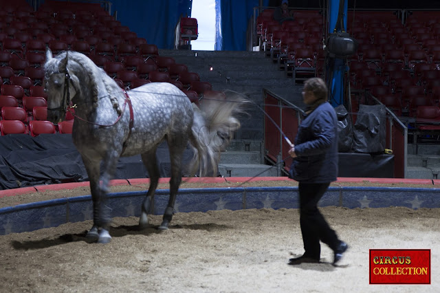 Calme et  directif Fredy Knie junior guide son cheval