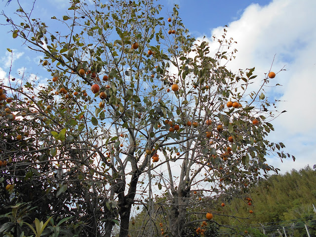 渋柿と秋の空２
