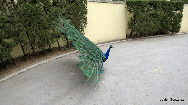 Pavo real extendiendo las plumas de la cola