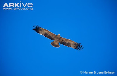 Eastern imperial Eagle