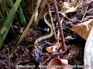 I Found A Critter; salamander found in #Idaho #idahome #wildlife