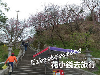 名護城公園櫻花