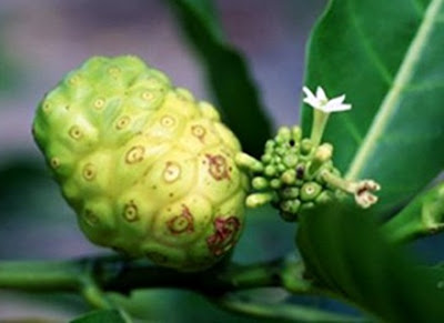 resep obat tradisional dari buah mengkudu