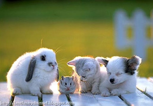  Four small furry animals