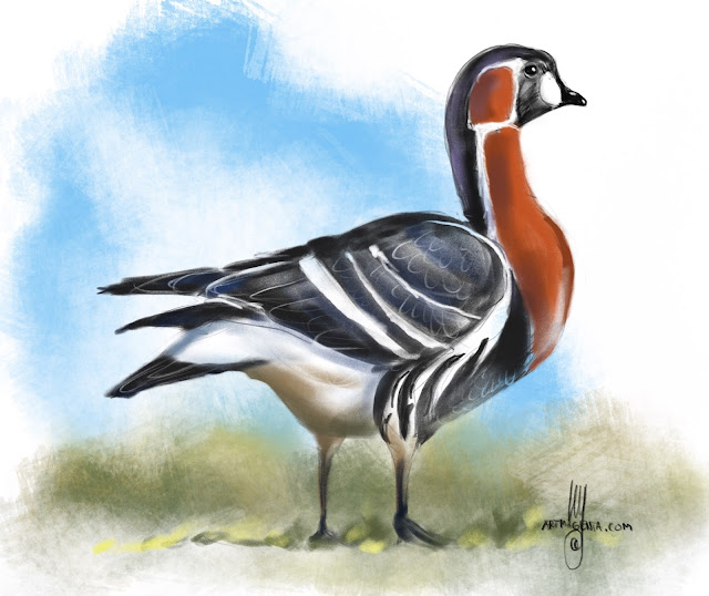 Red-breasted goose Bird painting by Artmagenta