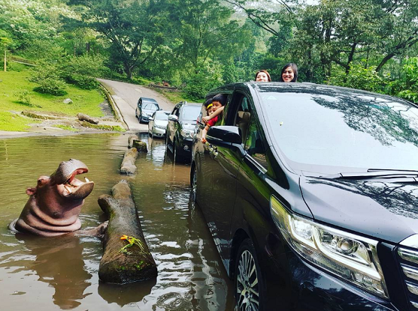 wisata keluarga ke Taman Safari Indonesia wisata keluarga ke Taman Safari Indonesia