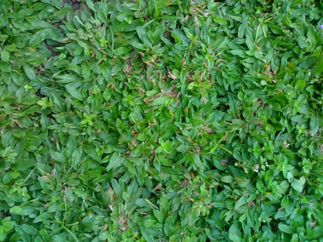 10 Kelebihan Rumput Gajah Mini - TUKANG TAMAN SURABAYA