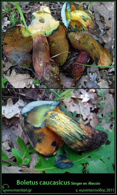 Boletus caucasicus Singer ex Alessio