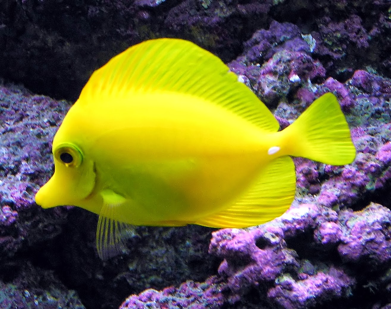 Tropical Fish - Fishes World - HD Images & Free Photos