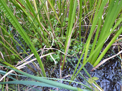 Sweet Flag (Acorus calamus), Marsh Pennywort (Hydrocotyle vulgaris)