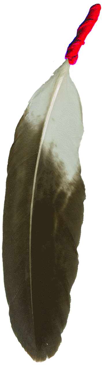 Eagle Feather Sketch Beauty Feather Drawing Feather Sketch