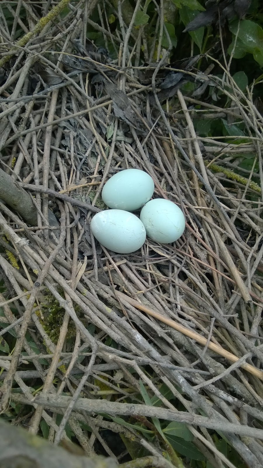 advies tent Infrarood Vogels in de Oranjepolder (en soms ver daarbuiten): Blauwe eieren?