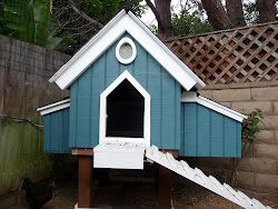 coop chicken protection hawk arduino dog predators got aquarium pullets hopefully spotted above month