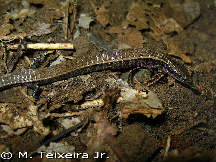 Porto Velho & Sustentabilidade