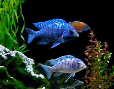 ciclido Maylandia Estherae ciclido Maylandia Estherae