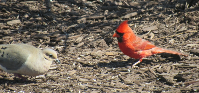 wild birds unlimited photo share a curious red cardinal bird wild birds unlimited photo share a curious red cardinal bird