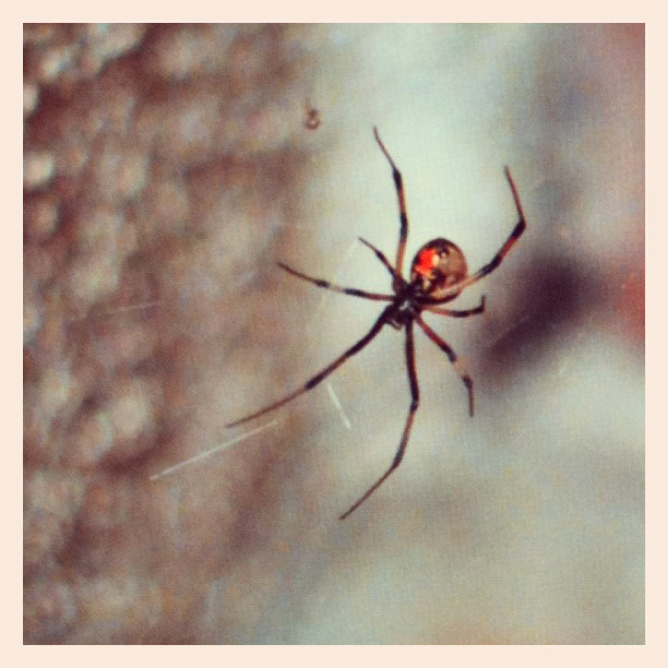 brown and black striped black widow spider