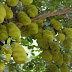 Top 10 national tree images, greetings, pictures for whatsapp & bestwishespics