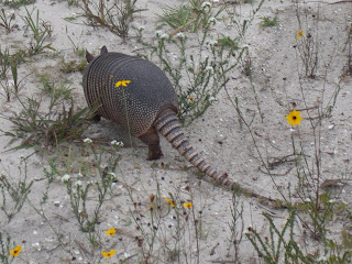 Armadillo Armadillo
