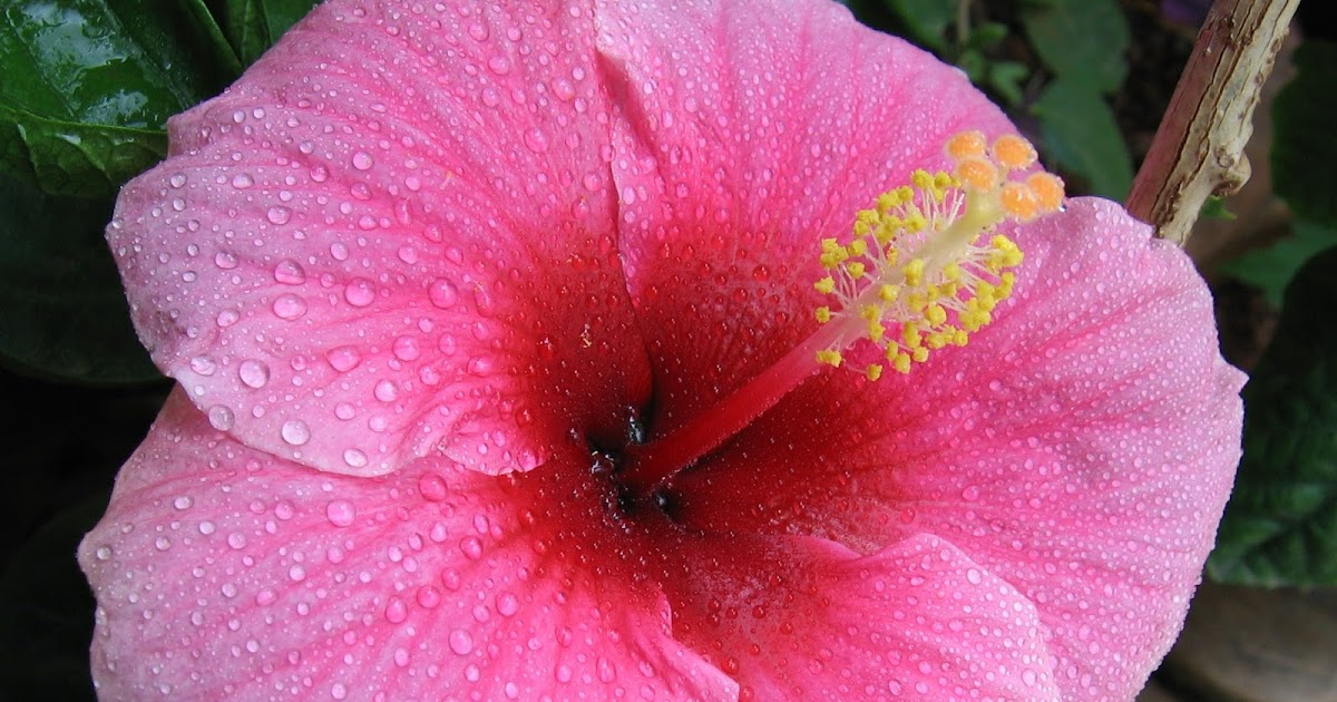 Precious Plants Trinidad The Hibiscus Plant