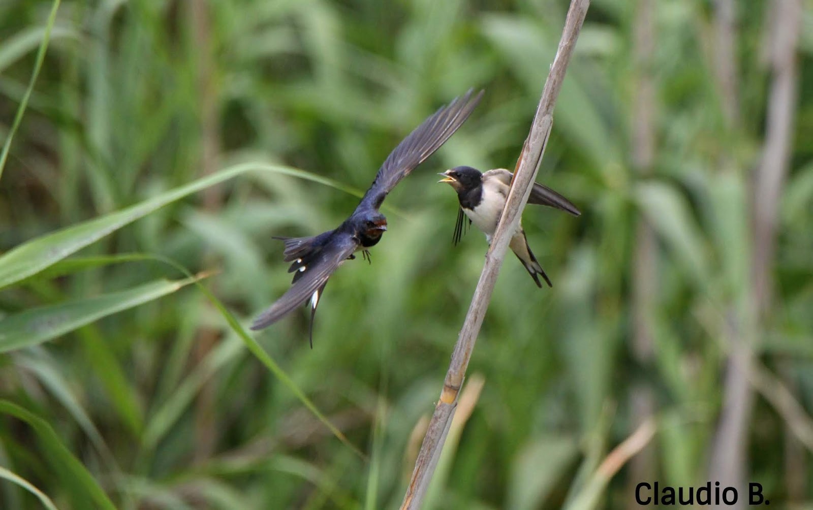 Natural World Barn Swallow Remarkable Moments By Olla Del Rei