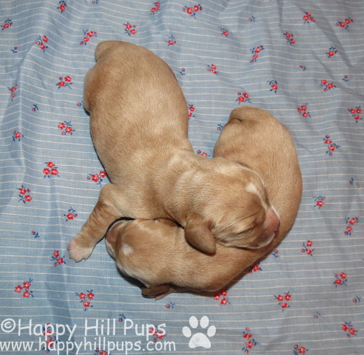 Happy Hill Beagliers Pepper's Puppies 3 Days Old