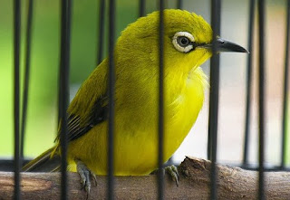 Burung Pleci Belajar Buka Paruh Burung Pleci Belajar Buka Paruh