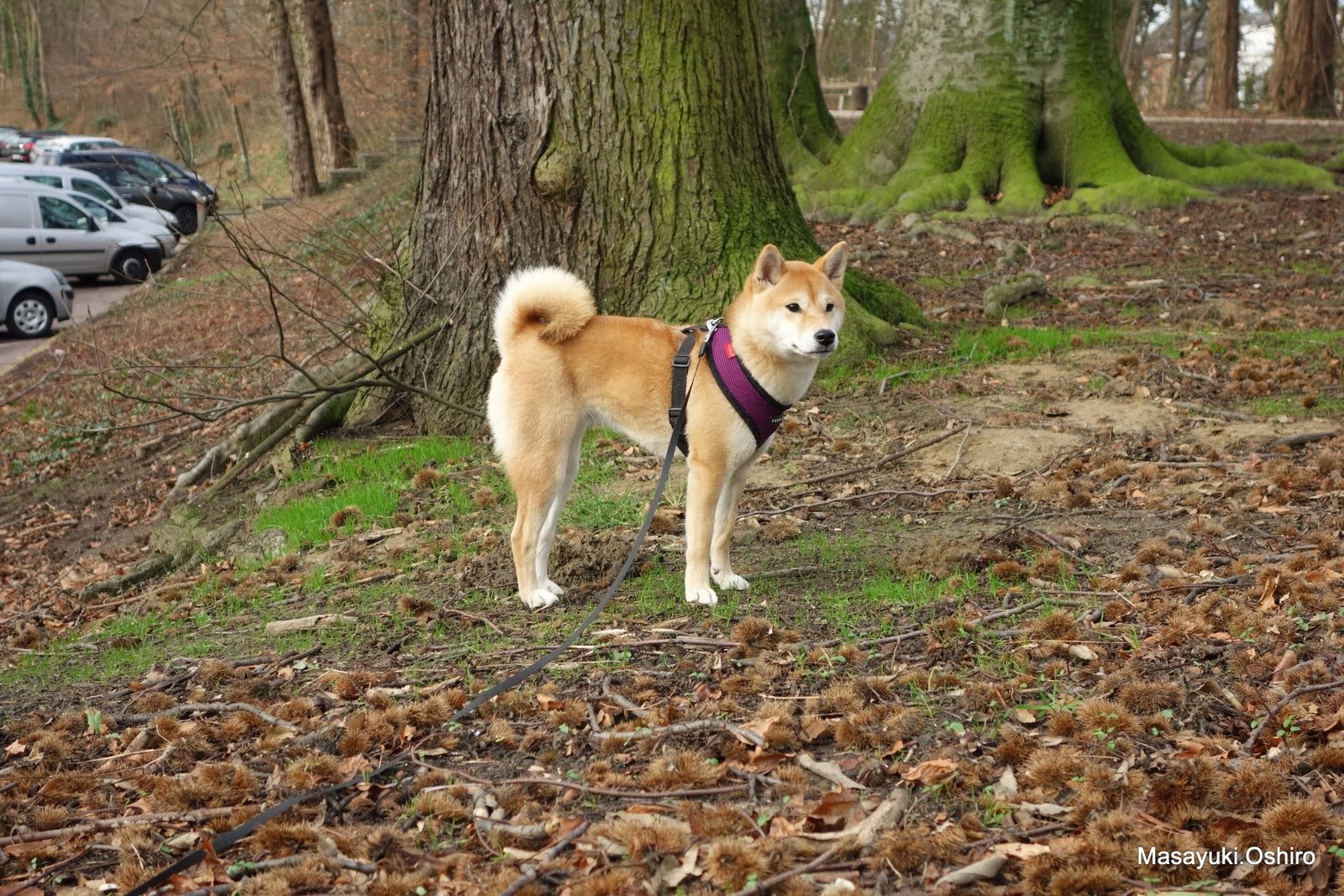 ベルギー移住生活 あけおめ
