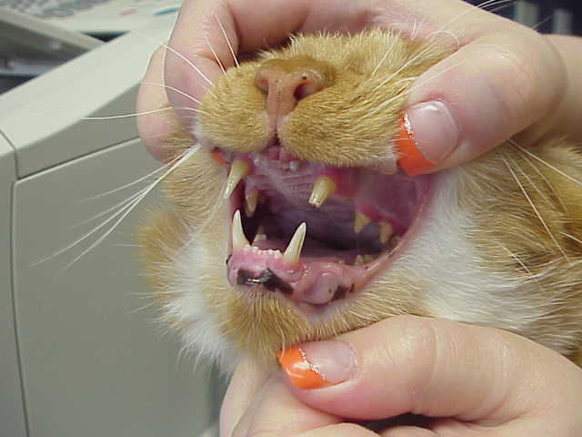 Orange cat with fractured canine and gingivitis