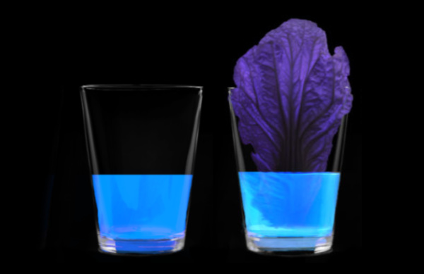 Can you make cabbage glow? Find out with this super cool science experiment for kids! #glowingcabbageexperiment #glowingexperiments #glowingscienceexperiments #cabbageexperiment #cabbagesciencefairproject #lettucescience #scienceexperimentskids #scienceforkids #growingajeweledrose Can you make cabbage glow? Find out with this super cool science experiment for kids! #glowingcabbageexperiment #glowingexperiments #glowingscienceexperiments #cabbageexperiment #cabbagesciencefairproject #lettucescience #scienceexperimentskids #scienceforkids #growingajeweledrose