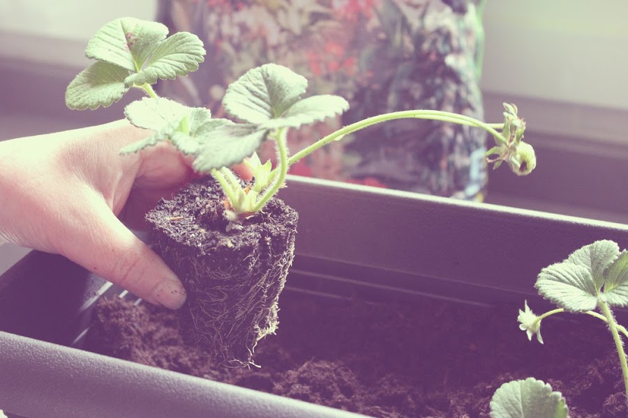 7 tips para plantar fresas con éxito