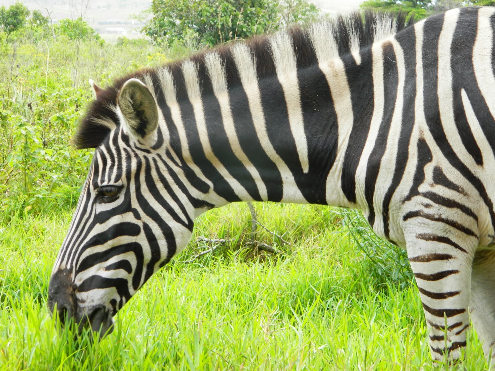 Watching the Sun Bake Zebra Its More than the Largest Size