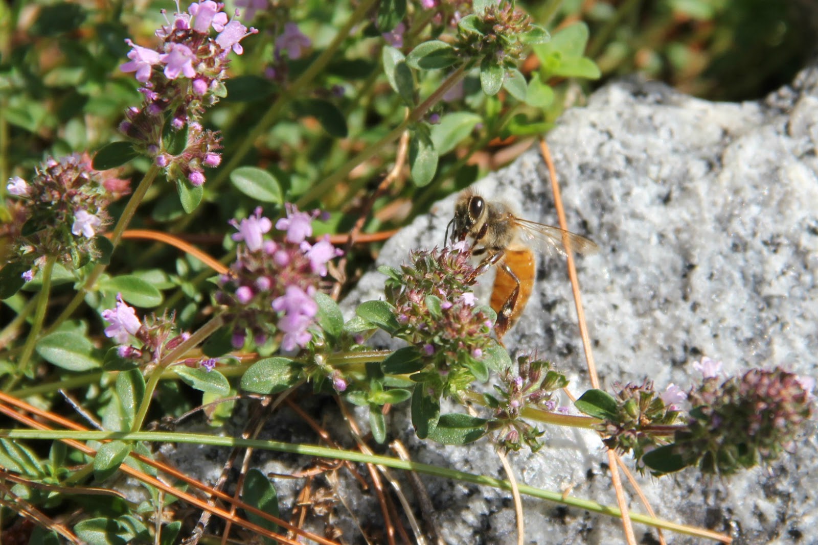 Taphophile Corner Thyme, the herb of Death
