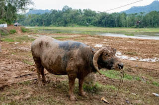 Pesona Wisata Budaya Tana Toraja : Jenis-Jenis Kerbau Atau Tedong di mata Masyarakat Tator Soko'