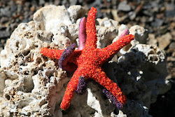 Seed Bead Starfish