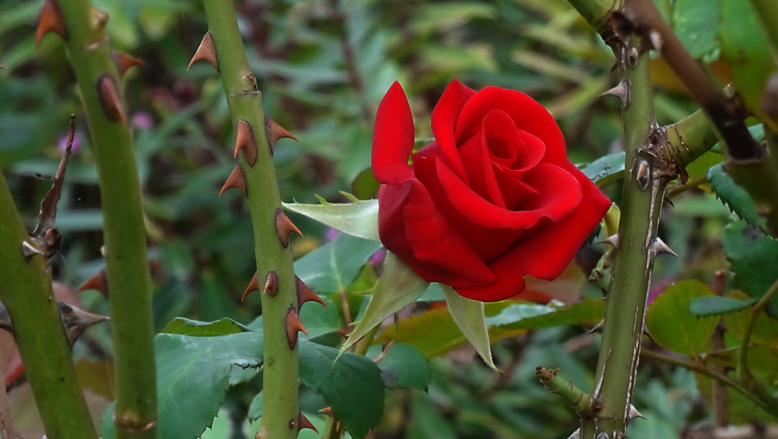 NixPages RED ROSE nixpages-red-rose