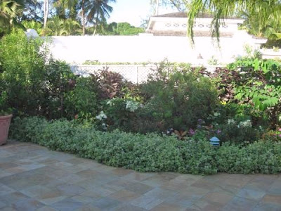 my rustic bajan garden: Landscaping adventures part 3