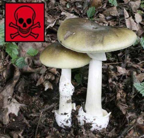 Amanita Phalloides Especie Toxica Mortal Amanita Phalloides Especie Toxica Mortal