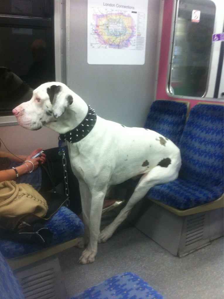 Как провезти собаку в поезде