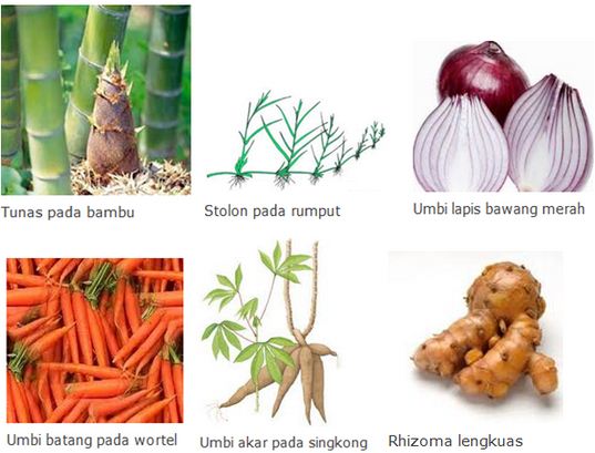 Happy Science Education Reproduksi Pada Tumbuhan Dan Hewan