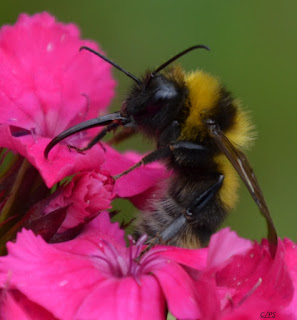 Hummel, bumblebee, hommel, grerëz, bumbar, humlebi, kimalainen Insekten, insekte, insektet, intsektuak, insekti, Насекоми, insekter, insects, Putukad, Hyönteiset, insectes, έντομα, serangga, feithidí, skordýr, insetti,