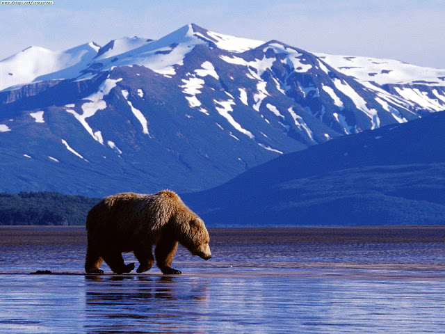 wild Alaska bear 