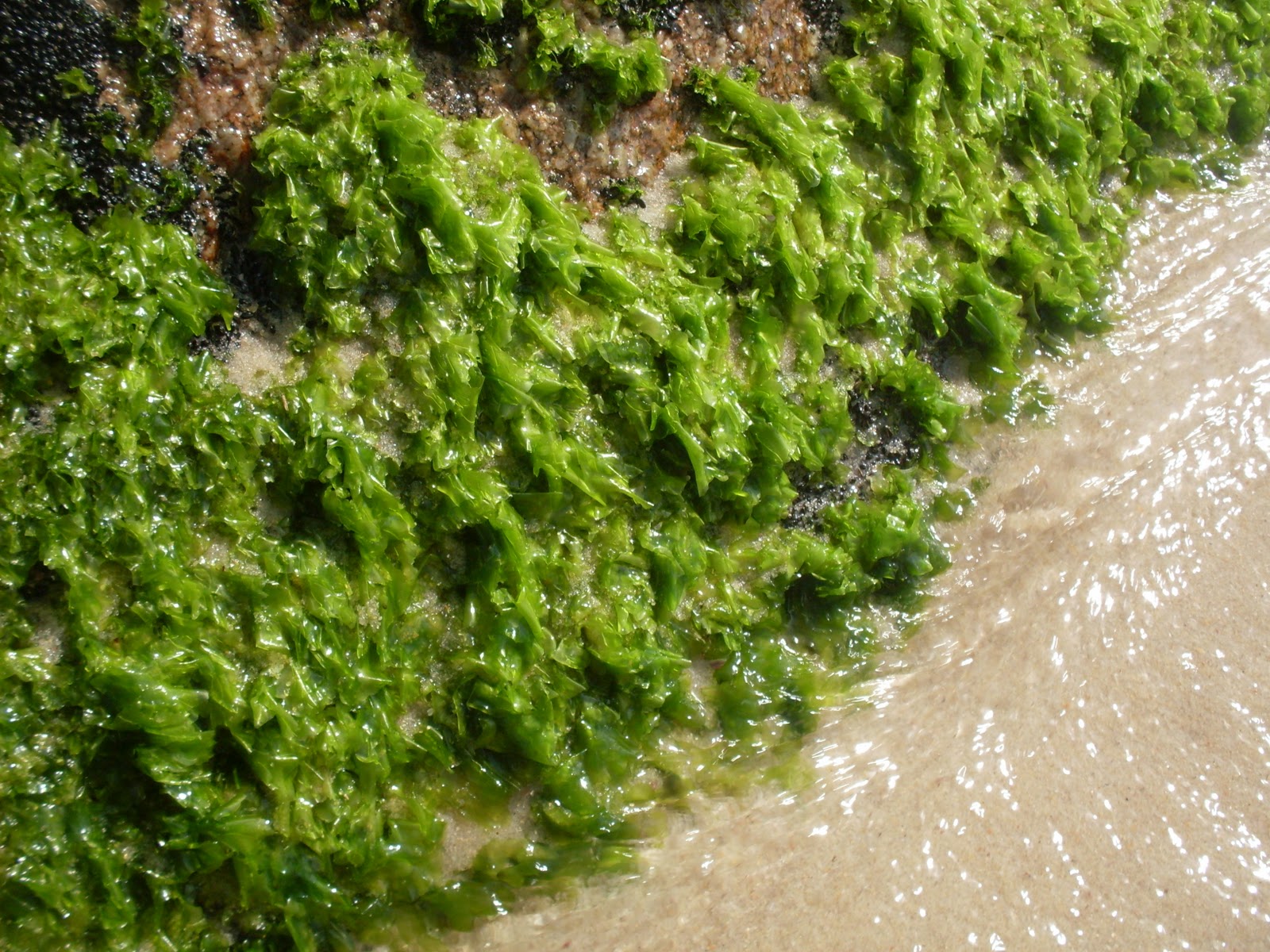 BIOFLAGRANTES* ALGAS VERDES BIOFLAGRANTES* ALGAS VERDES