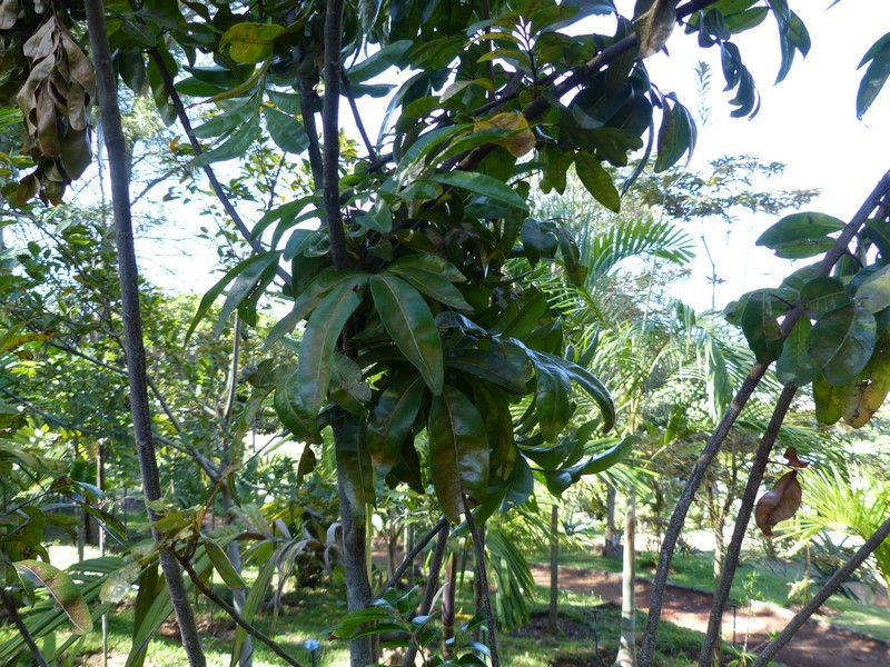 Faaxaal Photos nature gratuites et libres de droits Doratoxylon