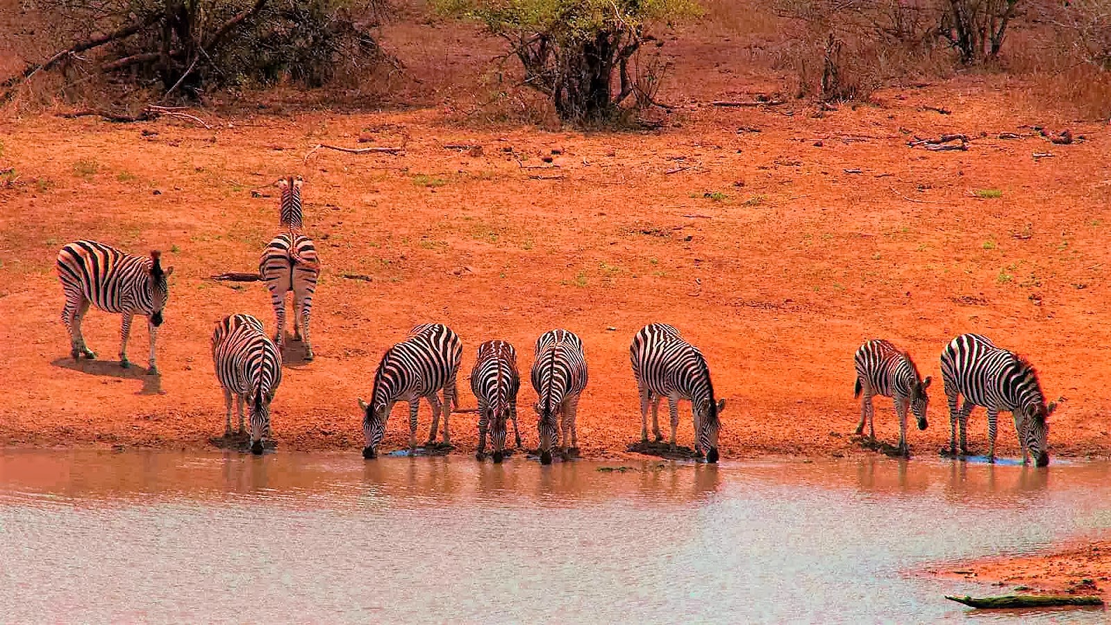 safari zuid afrika krugerpark