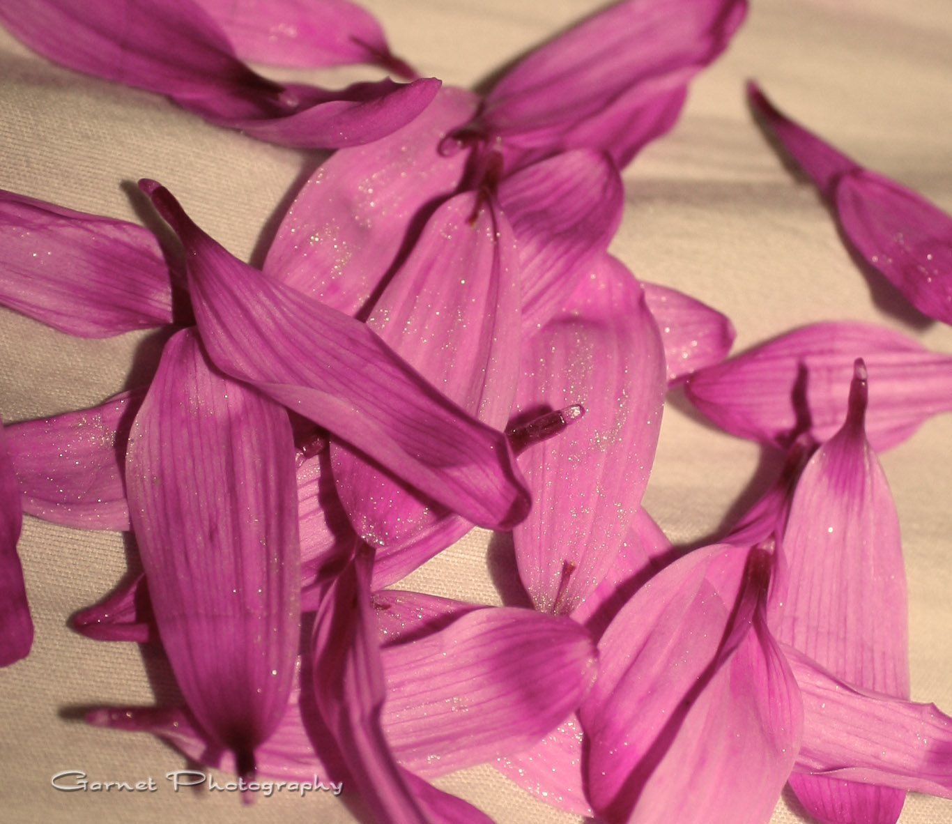 Shutter Blossoms Daisy Dead Petals