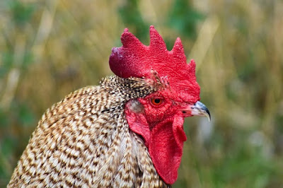 rooster that needs a beak trim