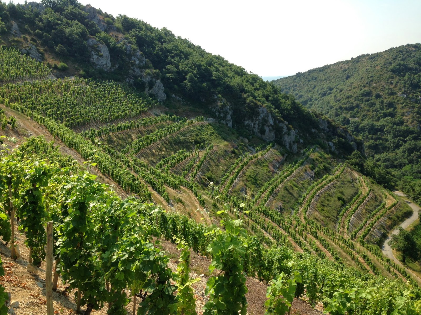 the incorrigible d grape What Does it Mean to be a Steward of the Land