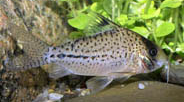 Jenis Ikan Corydoras orphnopterus