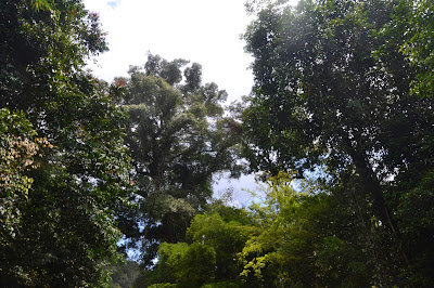 Vegetasi hutan di tepi sungai Vegetasi hutan di tepi sungai
